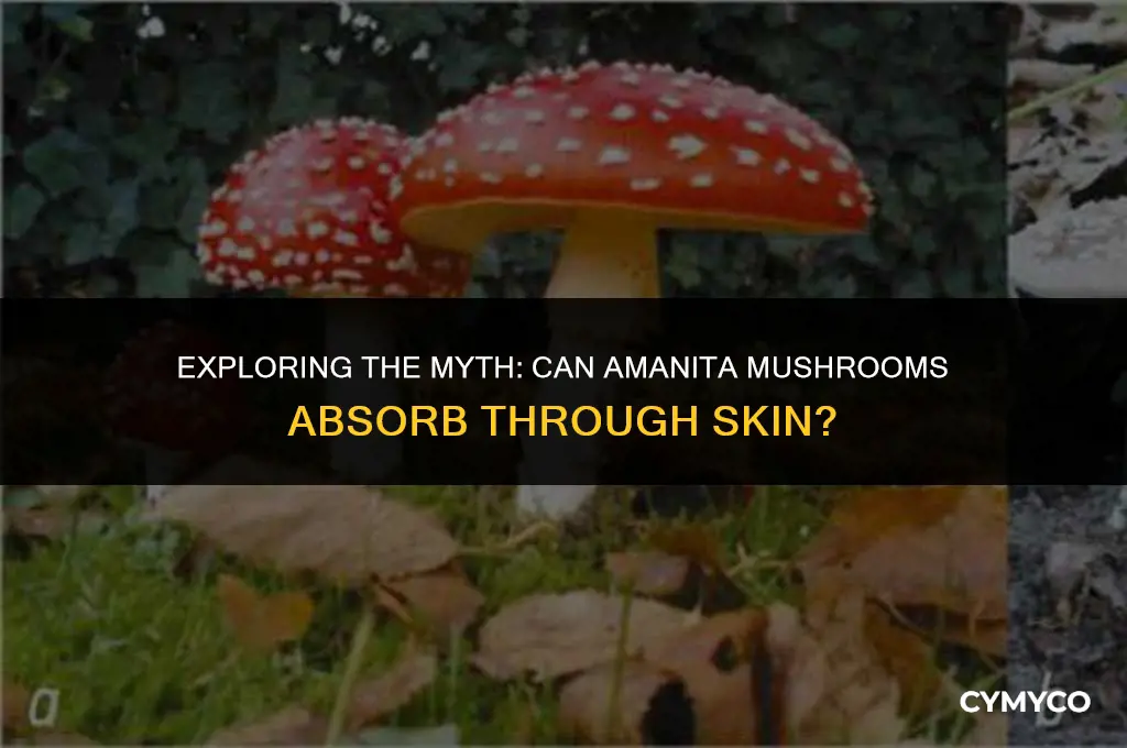 can amanita absorb intonskin