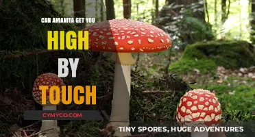 Exploring the Myths: Amanita's Psychoactive Effects by Touch