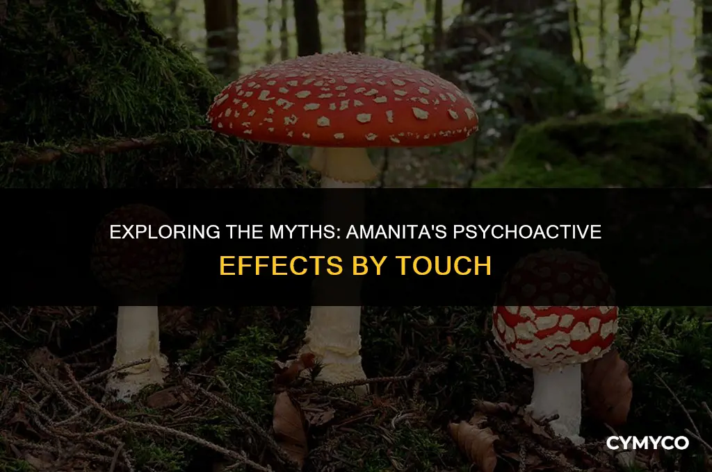 can amanita get you high by touch