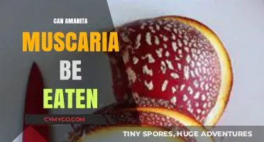 Exploring the Edibility of Amanita Muscaria: A Comprehensive Guide