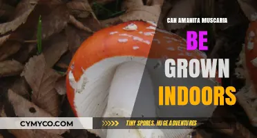 Exploring the Possibilities: Can Amanita Muscaria Thrive Indoors?
