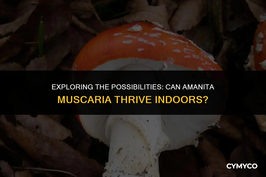 can amanita muscaria be grown indoors