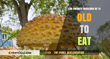 Exploring the Shelf Life of Amanita Muscaria: When Is It Too Old?