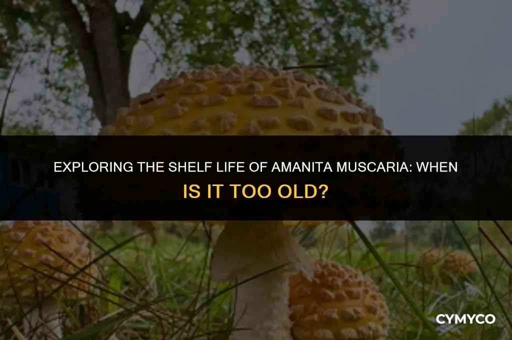 can amanita muscaria be to old to eat