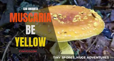 Exploring the Myth: Can Amanita Muscaria Really Be Yellow?