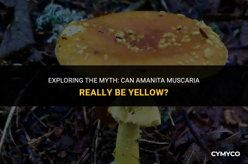 can amanita muscaria be yellow