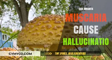 Exploring the Hallucinogenic Properties of Amanita Muscaria: Facts and Myths
