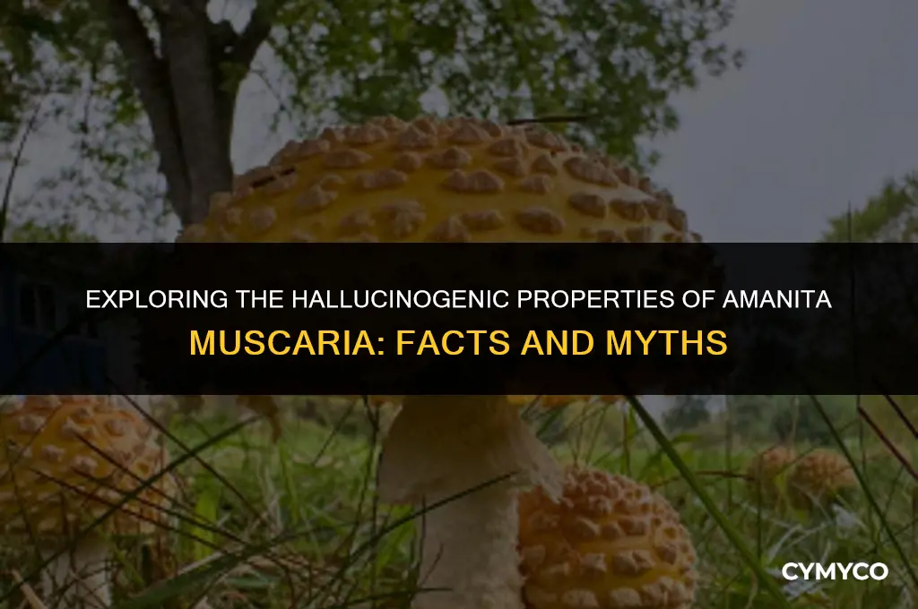 can amanita muscaria cause hallucinations