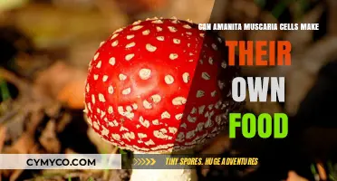 Exploring Amanita Muscaria: Can These Cells Synthesize Their Own Food?