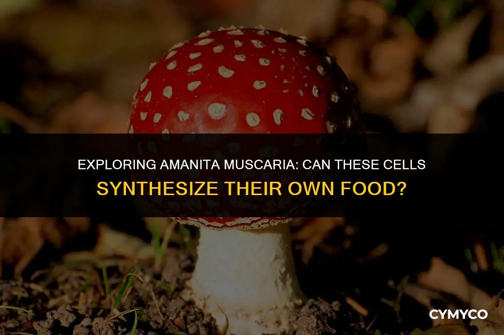 can amanita muscaria cells make their own food