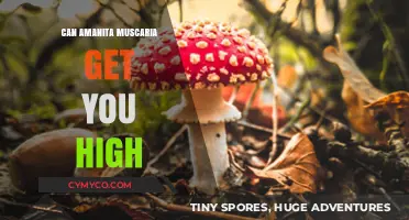 Exploring the Psychoactive Effects of Amanita Muscaria: A Comprehensive Guide