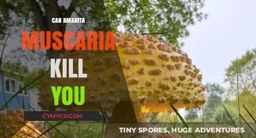 Deadly or Harmless? The Truth About Amanita Muscaria's Lethal Potential