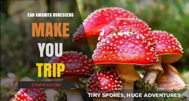 Exploring the Psychedelic Effects of Amanita Rubescens: A Journey Within