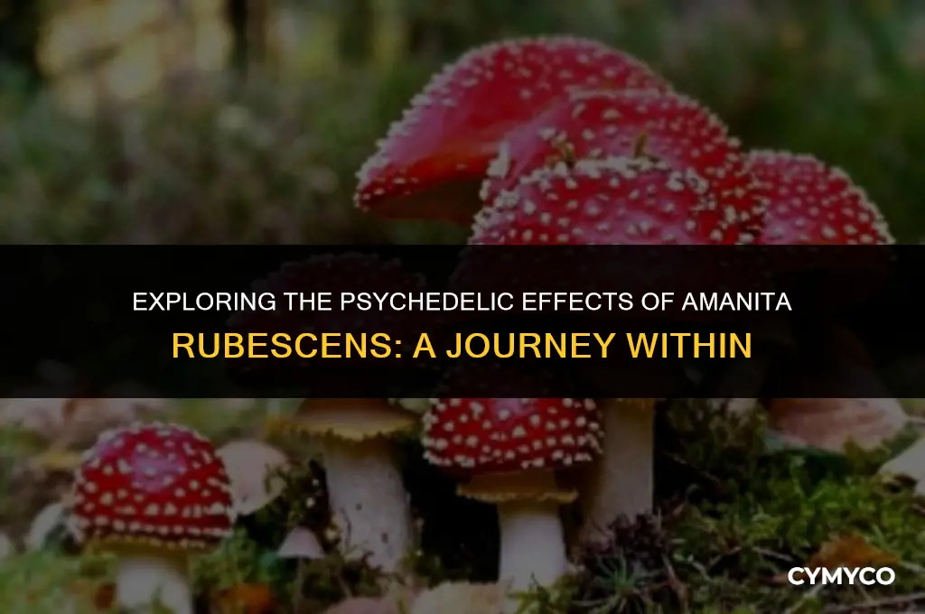 can amanita rubescens make you trip