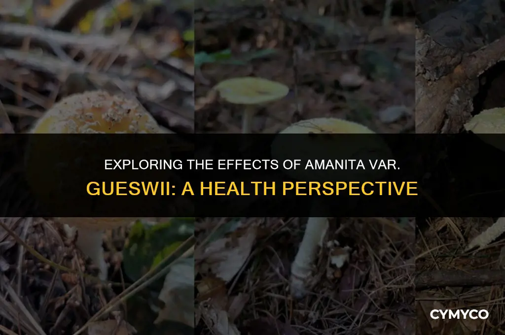can amanita var gueswii make you sick
