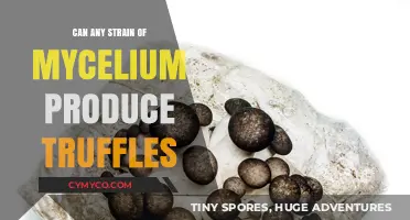 Unlocking the Truffle Potential: Exploring Mycelium Strains for Gourmet Delights