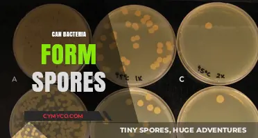 Unveiling the Survival Strategy: Can Bacteria Form Spores?