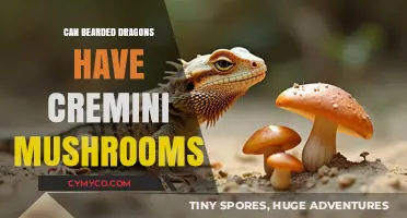 Can Bearded Dragons Eat Cremini Mushrooms? A Safe Diet Guide