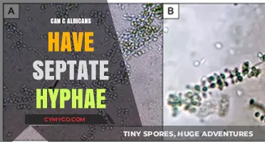 Can C. Albicans Form Septate Hyphae? Exploring Fungal Morphology