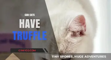 Can Cats Safely Eat Truffles? A Pet Owner's Guide