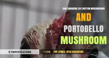 Feeding Chickens Mushrooms: A Guide to Button and Portobello Varieties