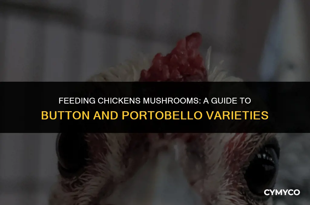can chickens eat button mushrooms and portobello mushrooms