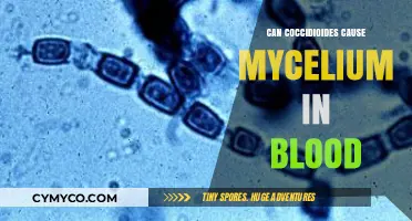 Exploring the Link: Coccidioides and Mycelium in Bloodstream