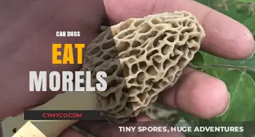 Exploring Canine Cuisine: Are Morels Safe for Dogs to Eat?