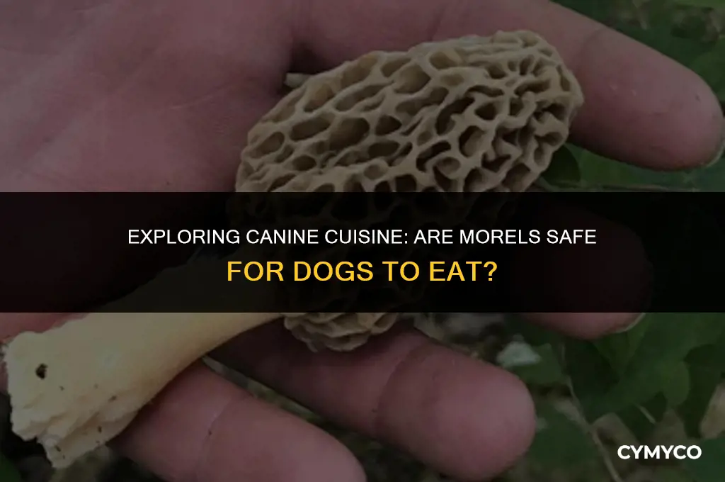 can dogs eat morels
