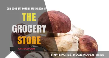 Can Dogs Safely Eat Store-Bought Porcini Mushrooms? A Guide