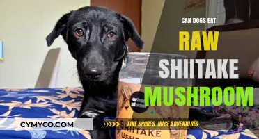 Exploring Canine Cuisine: Are Raw Shiitake Mushrooms Safe for Dogs?