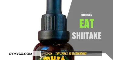 Can Dogs Eat Shiitake Mushrooms? A Comprehensive Guide for Pet Owners