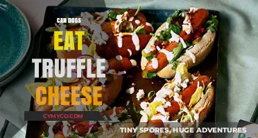 Truffle Cheese for Dogs: A Tasty Treat or Toxic Temptation?