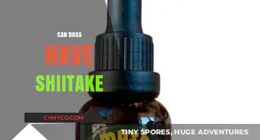 Exploring Canine Cuisine: Are Shiitake Mushrooms Safe for Dogs?