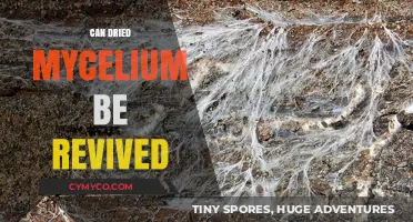 Reviving Dried Mycelium: A Guide to Rejuvenation and Growth