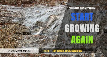 Reviving Dormant Mycelium: Can It Regrow After Drying Out?