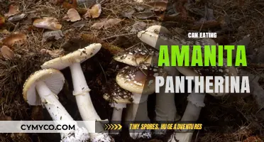 Exploring the Risks: Amanita Pantherina Consumption and Its Effects