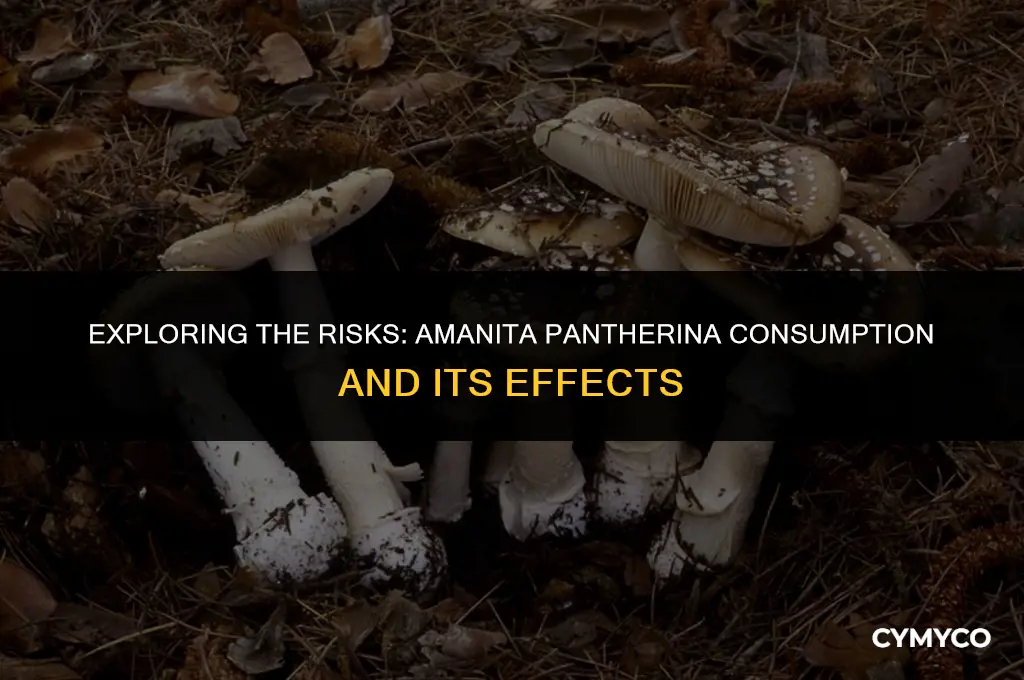 can eating amanita pantherina