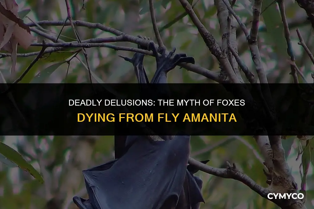 can foxes die to fly amanita