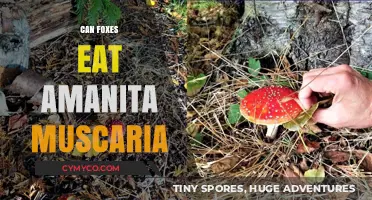 Exploring the Myth: Can Foxes Safely Eat Amanita Muscaria?