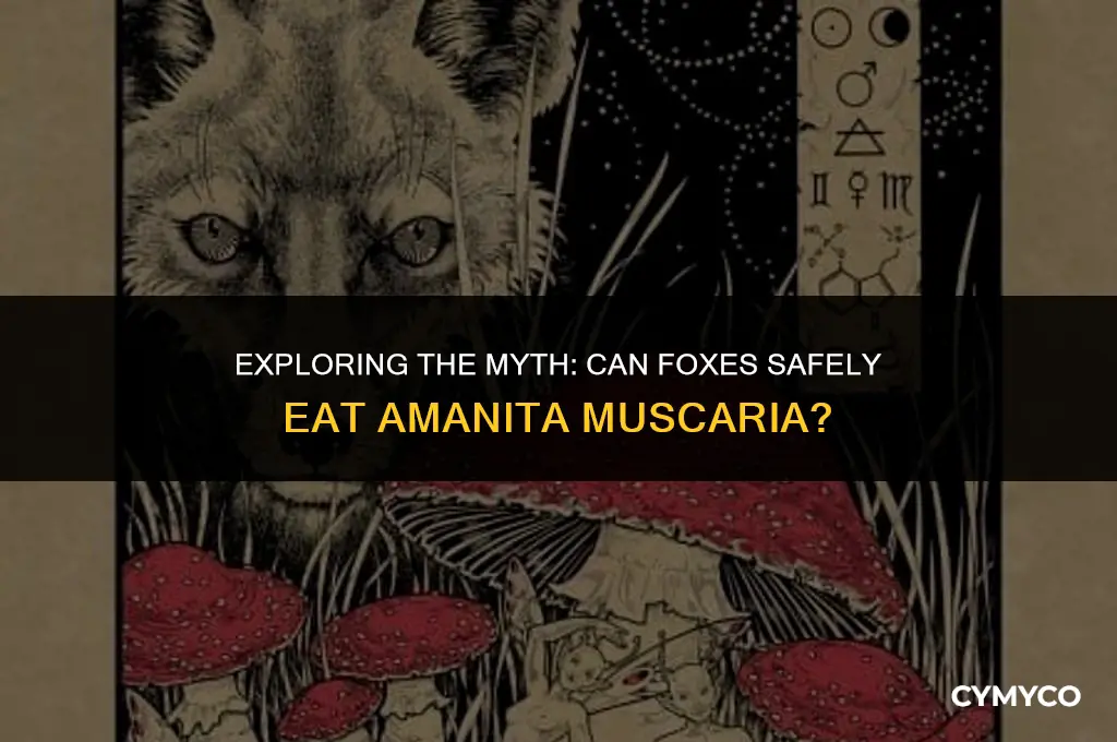 can foxes eat amanita muscaria