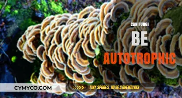 Exploring the Autotrophic Potential of Fungi: A Sustainable Future?