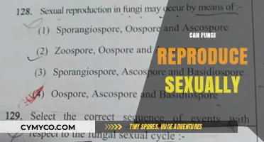 Exploring the Intriguing World of Fungal Sexual Reproduction