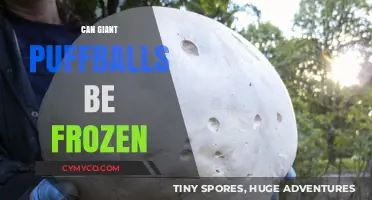 Frozen Delights: The Surprising Truth About Giant Puffballs