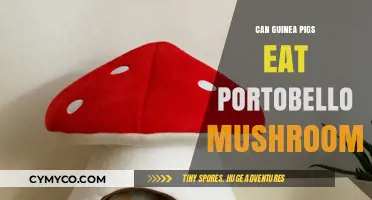 Portobello Mushrooms for Guinea Pigs: A Nutritious Treat or Not?