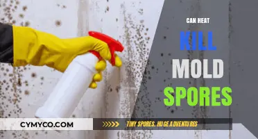 Can Heat Kill Mold Spores? Effective Methods and Temperatures Explained