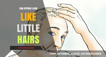 Do Hyphae Resemble Tiny Hairs? Unveiling Fungal Structures