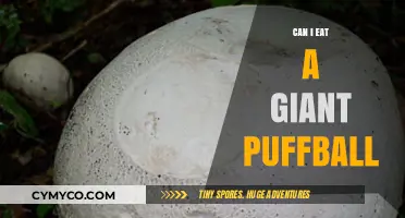 Exploring the Edibility of Giant Puffballs: A Culinary Adventure