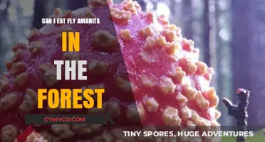 Exploring the Forest's Forbidden Fruit: Fly Amanita Edibility Guide