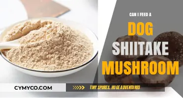 Shiitake Mushrooms for Dogs: A Nutritional Boost or a Risky Treat?